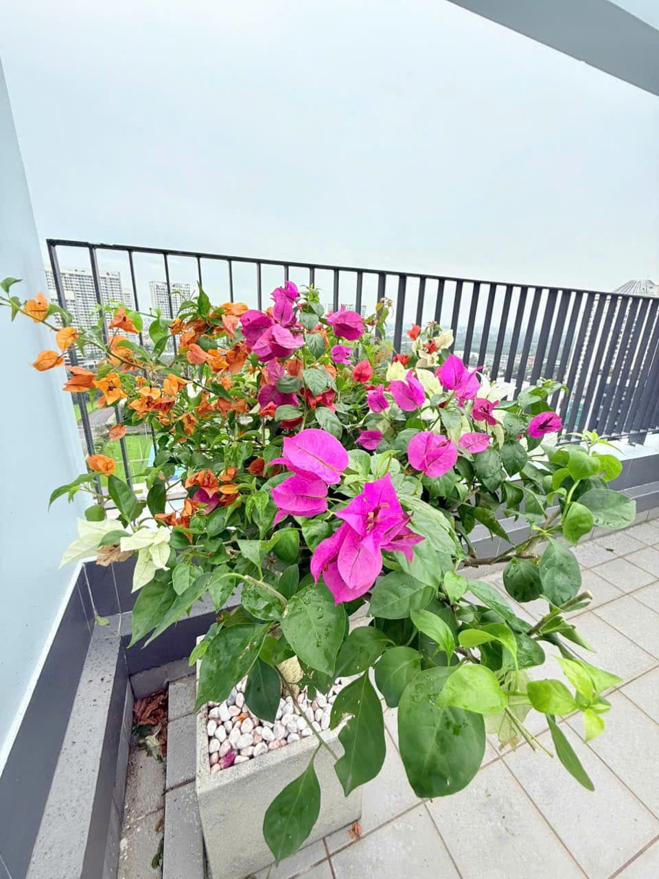 Starhill penthouse for rent, Phu My Hung District 7, 300m2 with 5 bedrooms, daily/monthly/yearly
